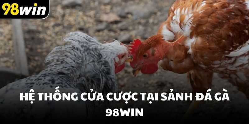 Hệ thống cửa cược tại sảnh đá gà 98win